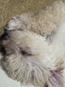 腆宠狗笼狗窝猫笼狗笼子中小型犬带厕所猫笼子大号家用室内狗围栏兔笼 实拍图