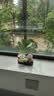 京东鲜花招财猫水培花瓶家居客厅装饰品办公桌面工位摆件水养器皿花盆摆设 实拍图