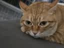 皇家猫粮 成猫猫粮 去毛球 IH34 通用粮 12月以上 2KG 实拍图