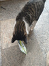 MamyPets猫草冻干猫咪零食猫草棒磨牙棒排毛化毛球猫薄荷饼干猫草片 实拍图
