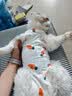 欢宠网宠物猫咪绝育服猫手术服母猫衣服断奶术后恢复猫猫小猫透气防舔衣 实拍图