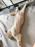 ERGOBABY宠物剃毛器狗狗理发器推子电推子大型犬猫咪剃毛美容宠物店电推剪 实拍图