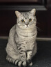 愛肯拿（ACANA）猫粮 牧场盛宴成猫幼猫粮 高蛋白无谷进口鸡肉粮5.4kg 效期27/5 实拍图