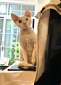 LEGENDSANDY蓝氏猫粮生鲜猎鸟鲜乳鸽生骨肉冻干高蛋白全价成猫粮幼猫通用型 全价通用美毛增肌丨荒野猎兔丨1.5kg 实拍图