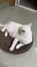 【京东物流】猫抓板磨爪猫窝一体耐磨不掉屑超大号猫玩具猫咪用品 圆形大号+猫薄荷 实拍图