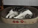 【京东快递】猫抓板猫窝一体防虫耐抓不掉屑加厚大号瓦楞纸 浅黄色 椭圆65*45*9cm 实拍图