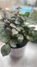 行湘爬藤月季花苗绿植盆栽爬墙花卉 红色龙沙50-70cm（1棵）源头直发 实拍图