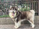 麦富迪狗狗零食 小森林生活礼盒1200g成幼犬磨牙棒奖励宠物零食 实拍图
