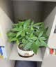 花翁大盆三杆发财树绿植盆栽招财植物办公室内开业盆景金钱树源头直发 实拍图