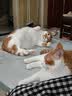 麦富迪猫罐头 barf霸弗主食猫罐头猫咪零食湿粮成猫呵护泌尿100g*12罐 实拍图