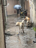 福来恩（FRONTLINE）狗进口驱虫内外同驱套装去蜱蚤大犬 滴剂1支装+犬心保L体验装 实拍图