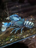 憨憨乐园 鱼缸活性炭【过滤材料500g】水质水族用品细菌活性炭滤材生物球  实拍图
