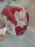 鲜京采 国产山东黄牛谷饲原切牛腿肉3斤 生鲜牛肉 烧烤炖煮食材 实拍图