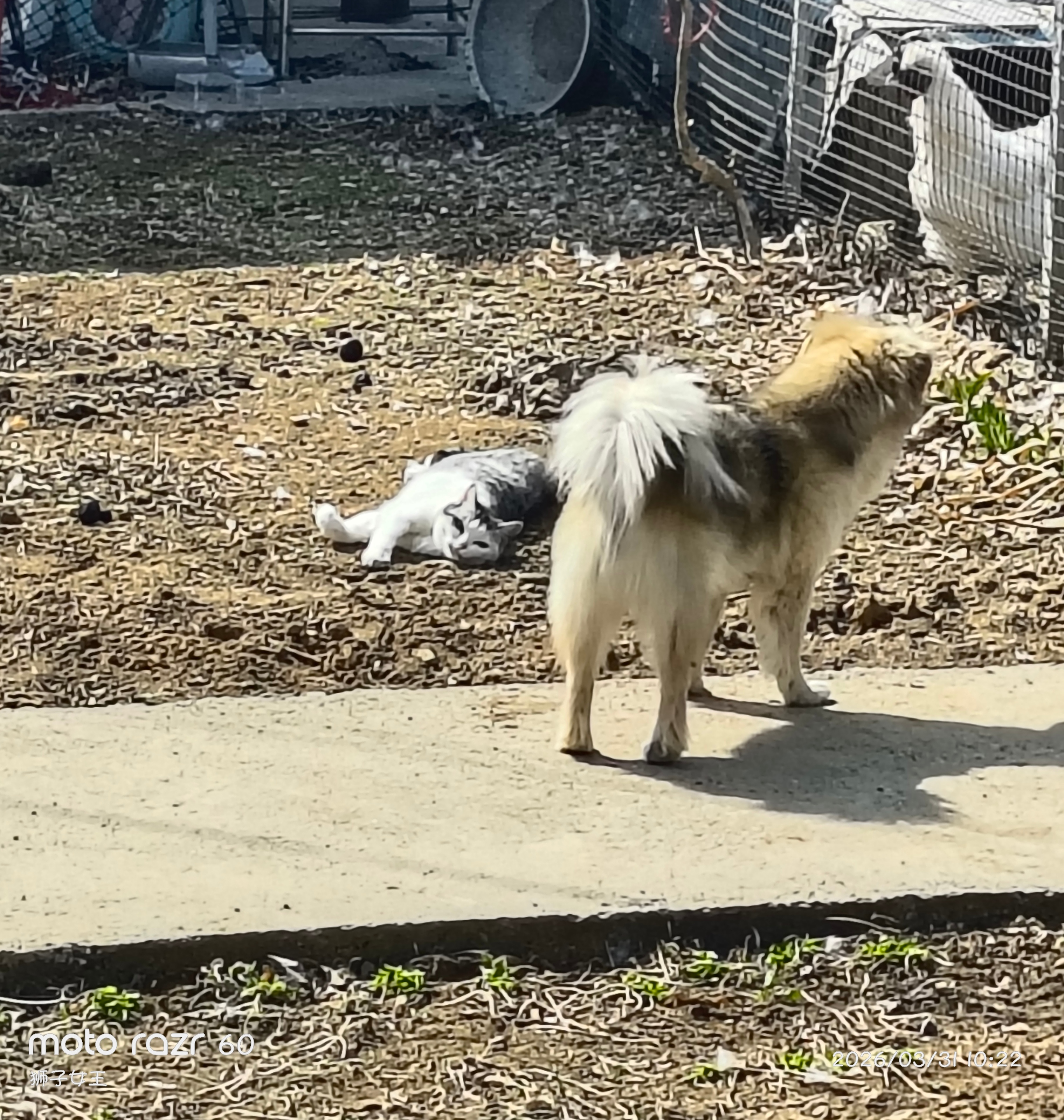 朗亲狗粮拉布拉多泰迪成犬专用小型中型大型犬通用型狗干粮10kg 实拍图