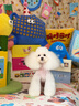 皇家狗粮 贵宾老年犬狗粮泰迪犬粮宠物小型犬PDA26全价犬粮≥8岁6.5KG 实拍图