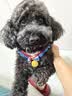 宝路狗粮 老年犬狗粮全价粮全犬种通用 牛肉味1.8kg*4 实拍图