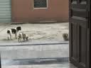 玫斯（metz）无谷物低敏狗粮 全价成年期犬粮金毛哈士奇边牧全种类通用主食 成犬粮10kg 实拍图