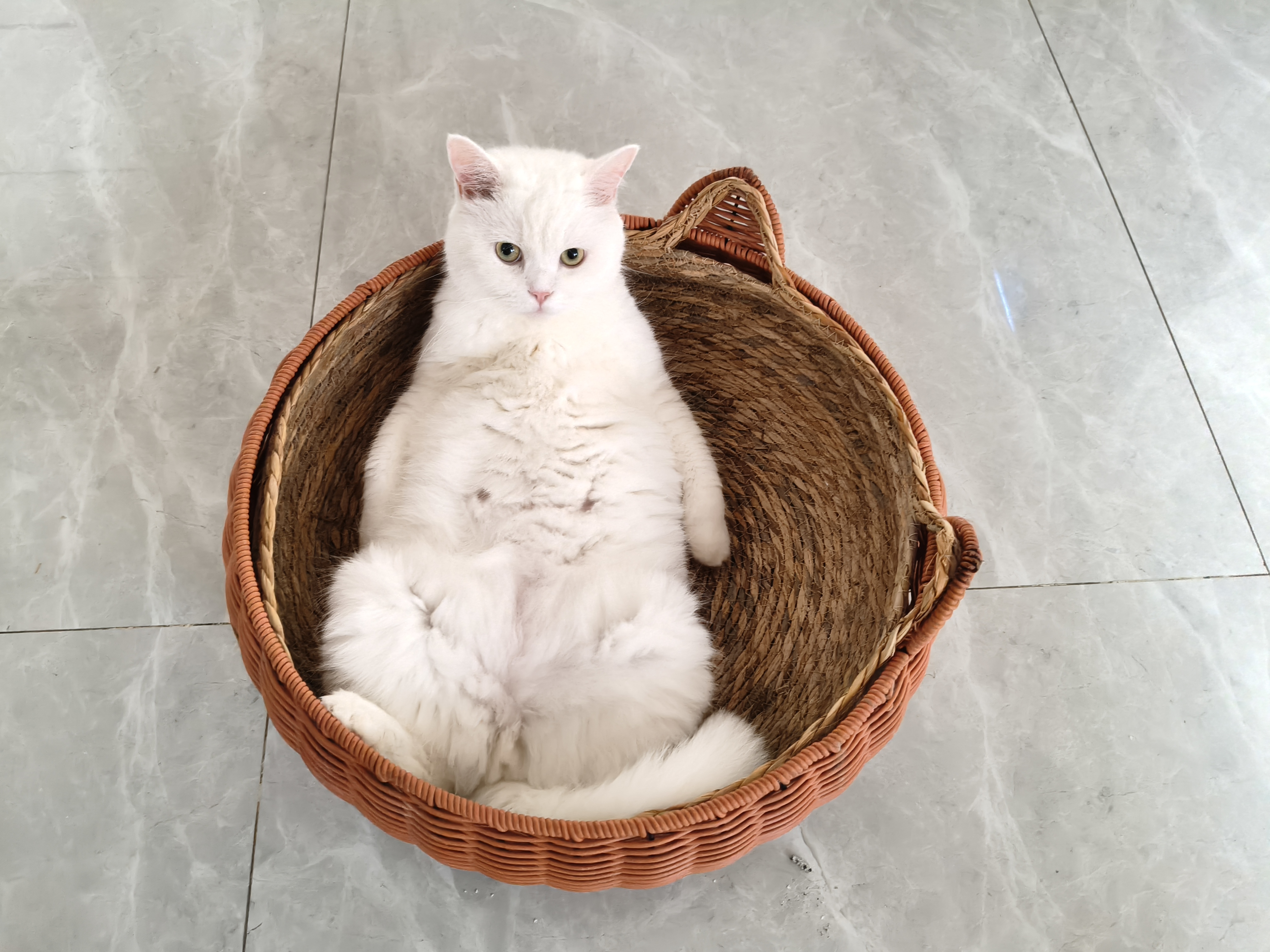 麦富迪 猫粮 超肉粒无谷冻干双拼粮全价高蛋白成幼猫通用 【新升级】鸡肉配方2kg 实拍图