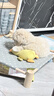 皇家狗粮幼犬奶糕幼犬狗粮宠物小型犬MIS30全价犬粮 ≤2月3KG 实拍图