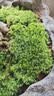 孙凯（SUNKAI）鲜活苔藓青苔藓 微景观植物盆景生态瓶diy绿植水陆缸假山盆栽盆景 实拍图