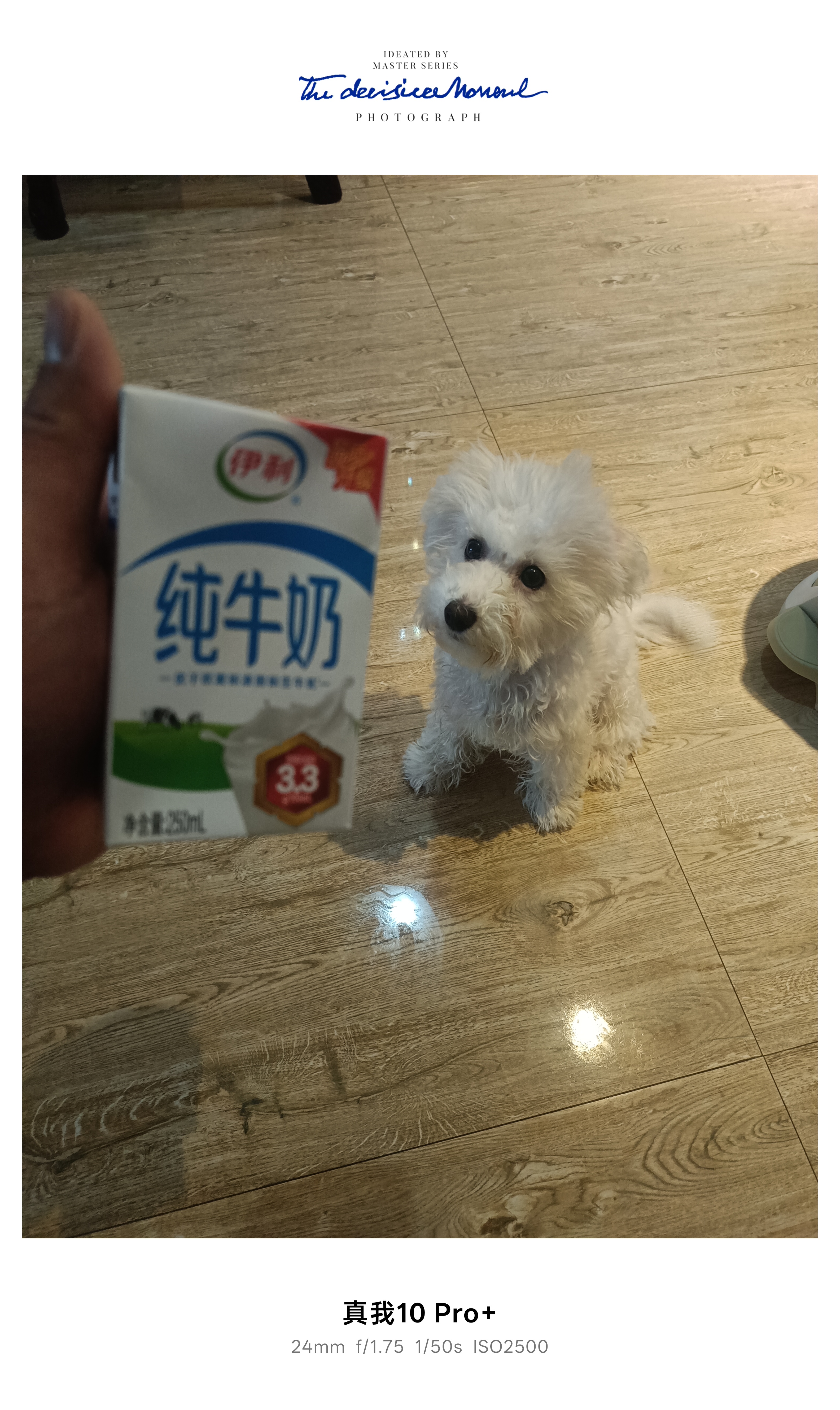 伊利【新鲜日期】纯牛奶250ml*21盒整箱 优质乳蛋白早餐奶 礼盒装 实拍图