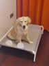 好主人狗粮 全犬种通用幼犬粮2.5kg泰迪金毛拉布拉多比熊天然粮5斤/20斤 【超值囤货】全犬种幼犬粮20斤 实拍图