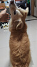 麦富迪狗粮 无谷牛肉双拼狗粮成犬 小型犬中大型犬通用10kg/20斤 实拍图