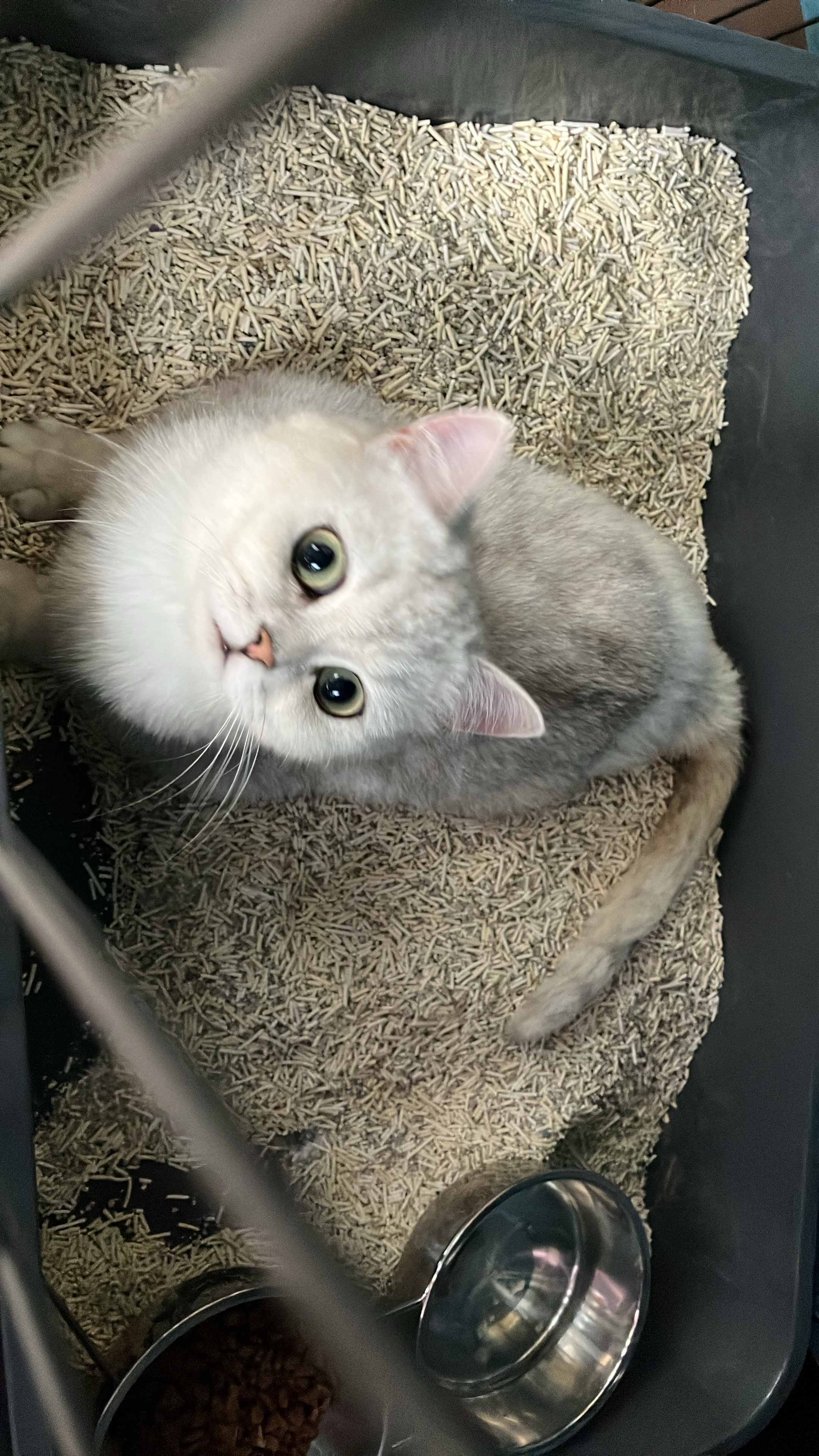 pidan木薯植物猫砂 含10%小苏打抑菌结团好 可混矿砂等猫砂用2.4kg*6包 实拍图