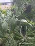 园洲绿教师节礼物送老师生日礼物送妈妈丈母娘老婆长辈节庆套装梳伴手礼 梳子+丝巾+礼袋+贺卡+小花束 实拍图
