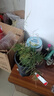 文竹盆栽植物室内客厅中式禅意盆景办公室桌面花卉云竹迷你小绿植 精品文竹1盆（整体15-25厘米高）育苗盆原土发货 实拍图