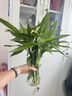 京东绿植观音竹水培植物带根花卉绿植室内盆栽带花瓶好养源头直发 实拍图