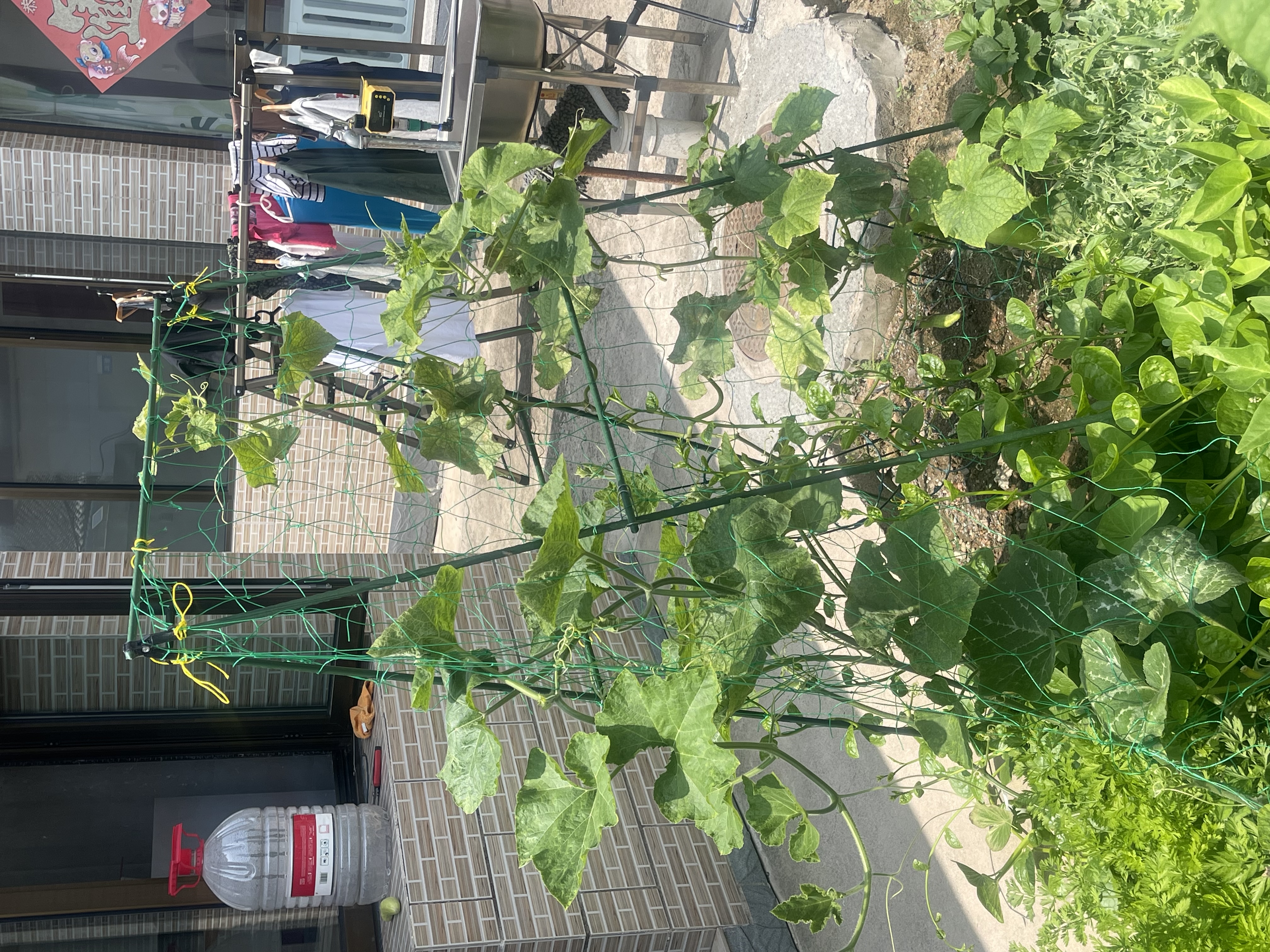九千谷 园艺支架阳台花园植物攀爬架豆角黄瓜架种菜支撑架 管径11mm7055 实拍图