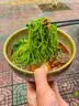 桑叶苦瓜芹菜面条绿色果蔬挂面蔬菜面糖人专用主食糖友血糖 10斤大份装【5000g】桑叶苦瓜芹菜面条  桑叶苦瓜芹菜面 实拍图