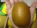 佳沛（zespri）新西兰 阳光金奇异果12粒特大果单果124-146g 猕猴桃水果礼盒 实拍图