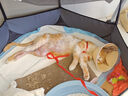 欢宠网猫笼子猫产房猫咪帐篷猫窝隔离笼宠物猫猫幼猫小猫生产待产屋猫房 实拍图