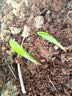 北蔬 白甜糯玉米种子苗早熟超甜大棒型 白玉糯909玉米种子200g约700粒 实拍图