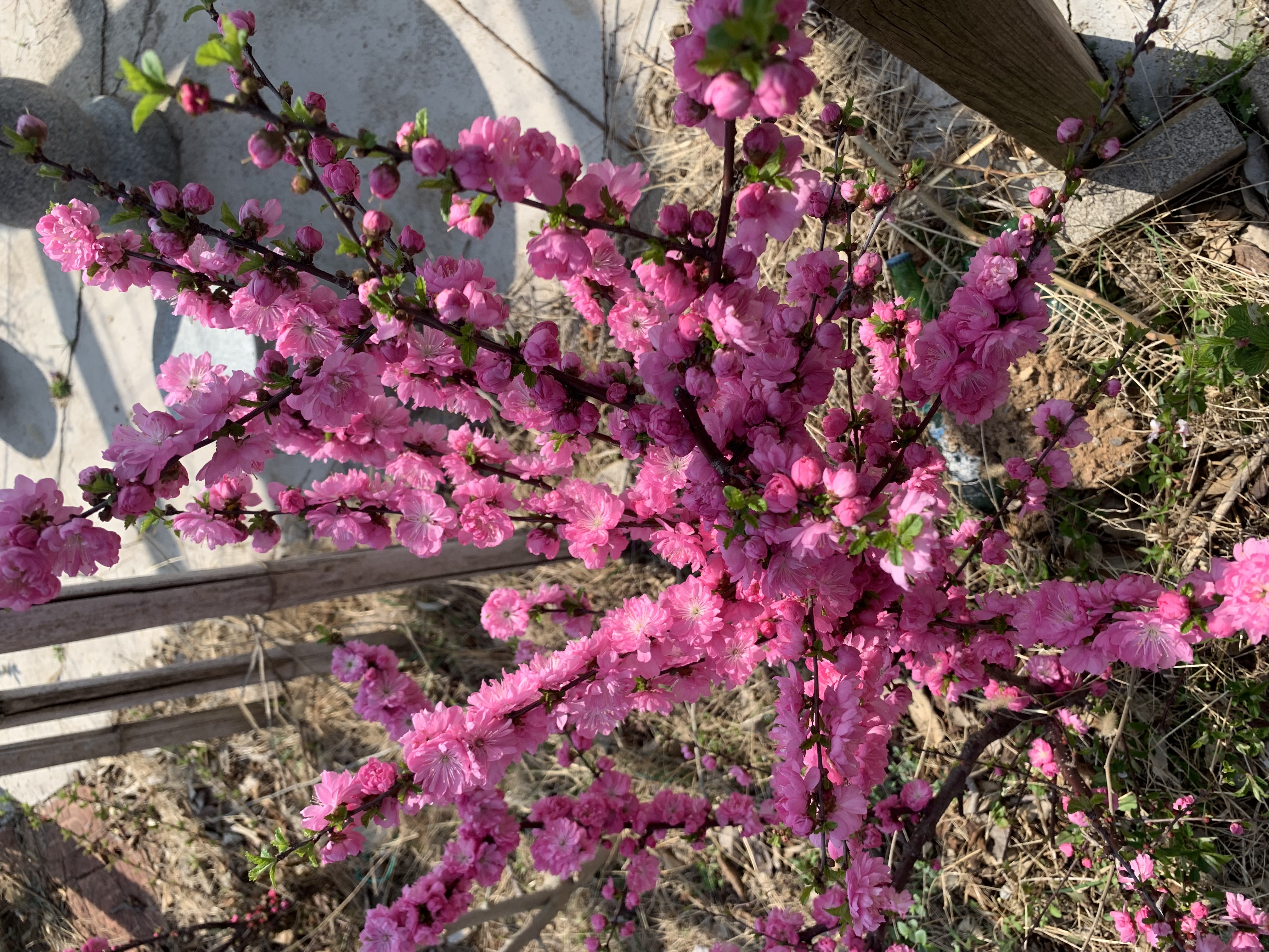九阳（Joyoung）炒锅铁锅健康无涂层精铁家用炒菜锅不易生锈炉灶通用32cm带盖C121 实拍图