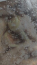 正大鸡爪净重2斤（单个鸡爪约40-50g） 柠檬鸡爪生鲜烧烤 实拍图