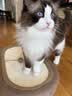 喵丽丝剑麻猫抓板猫窝一体耐磨不易掉屑猫咪玩具猫爪板耐抓四季通用抓盆 65CM超大剑麻垫款 实拍图