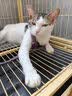 沃趣不沾底结团除臭清新空气柠檬味木薯猫砂5kg 实拍图