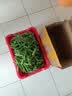 中鲜生 云南新鲜豌豆 甜豌豆新鲜蔬菜现摘豆角 净重4.5斤【好划算】鲜嫩饱满 实拍图