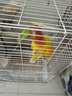 宠尚天鹦鹉鸟笼家用虎皮牡丹文鸟通用观赏别墅新手入门加高简扣双层鸟笼 实拍图