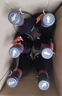 桃乐丝（Torres）赤腾公牛血干红葡萄酒750ml*6整箱西班牙 原瓶进口 送礼 实拍图