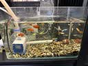 森森（SUNSUN）耀蓝鱼缸水泵小型潜水泵过滤泵抽水泵YQP-500 6W 实拍图