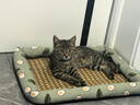 licheers猫狗窝凉席小型犬宠物猫咪睡垫夏季床垫泰迪中大型犬狗垫子 M号 实拍图