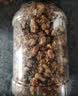 脆美人原味带衣核桃仁500g罐装大核桃仁新疆纸皮薄皮核桃仁坚果零食特产 实拍图