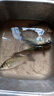 龙王恨鱼饵野战蓝鲫香腥钓饵江河湖库黑坑野钓鲫鱼鲤鱼草青鳊鱼钓鱼饵料 实拍图