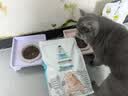 诚实一口P32全价猫粮成猫幼猫低敏轻松蛋白守护肠胃营养试吃尝鲜40g 实拍图