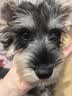 皇家狗粮 雪纳瑞幼犬狗粮 犬粮 宠物小型犬 SNJ30全价犬粮2-10月1.5KG 实拍图