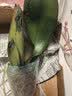 年宵花春节蝴蝶兰盆栽绿植花卉年货装饰过年四季开花大苗好养易活 白美人---【包开花】送营养液2包 小苗不带花剑 实拍图